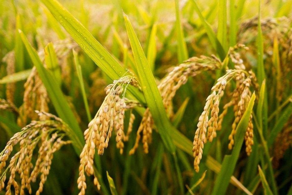 天然原料 · 米糠